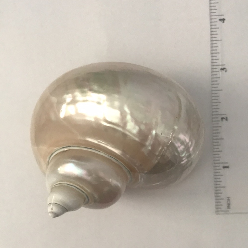 Jade Turbo Seashell - Picture 8 of 10